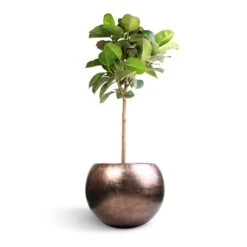 Metallic Globe Plant Pot - Matt Coffee -Indoor Plants Store Ficus elastica Robusta Rubber Plant Straight Stem 30x120cm Metallic Globe Plant Pot Matt Coffee 50x37cm
