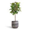 Ficus Elastica Robusta - Rubber Plant - Straight Stem -Indoor Plants Store Ficus elastica Robusta Rubber Plant Straight Stem 30x120cm Norell Plant Pot Latte Lattice 32x30cm 5542