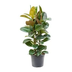 Ficus Elastica Robusta - Rubber Plant -Indoor Plants Store Ficus elastica Robusta Rubber Plant XLarge
