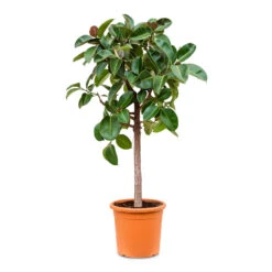 Ficus Elastica Robusta - Rubber Plant - Straight Stem -Indoor Plants Store Ficus elastica Robusta straight stem 40x180cm