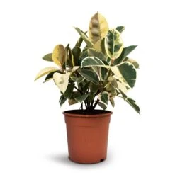 Ficus Elastica Tineke - Variegated Rubber Plant -Indoor Plants Store Ficus elastica Tineke Rubber Plant 24x60cm