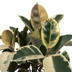 Ficus Elastica Tineke - Variegated Rubber Plant -Indoor Plants Store Ficus elastica Tineke Rubber Plant 24x60cm Close Up