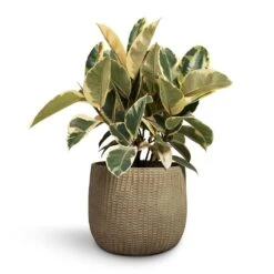 Ficus Elastica Tineke - Variegated Rubber Plant -Indoor Plants Store Ficus elastica Tineke Rubber Plant 24x60cm Feico Plant Pot Mint Grey 30x26cm