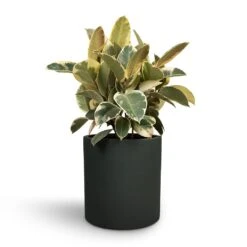 Puk Refined Planter - Pine Green -Indoor Plants Store Ficus elastica Tineke Rubber Plant 24x60cm Max Refined Planter Pine Green 29x29.5cm ab424e6e 891d 438c 8ca9 9bde69c1eae0