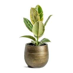 Ficus Elastica Tineke - Variegated Rubber Plant -Indoor Plants Store Ficus elastica Tineke Rubber Plant Ryan Plant Pot Shiny Gold e8871088 42ca 4eac bd47 4e963336e929