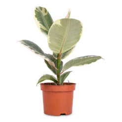 Ficus Elastica Tineke - Variegated Rubber Plant -Indoor Plants Store Ficus elastica Tineke Variegated Rubber Plant 12x40cm