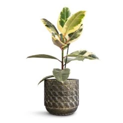 Ficus Elastica Tineke - Variegated Rubber Plant -Indoor Plants Store Ficus elastica Tineke Variegated Rubber Plant 17x50cm Jim Plant Pot Earth 21x19cm