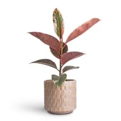 Ficus Elastica Belize - Pink Rubber Plant