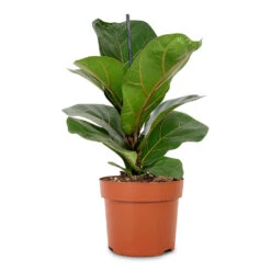 Ficus Lyrata Bambino - Dwarf Fiddle Leaf Fig -Indoor Plants Store Ficus lyrata Bambino Dwarf Fiddle Leaf Fig 12x35cm 1 stem