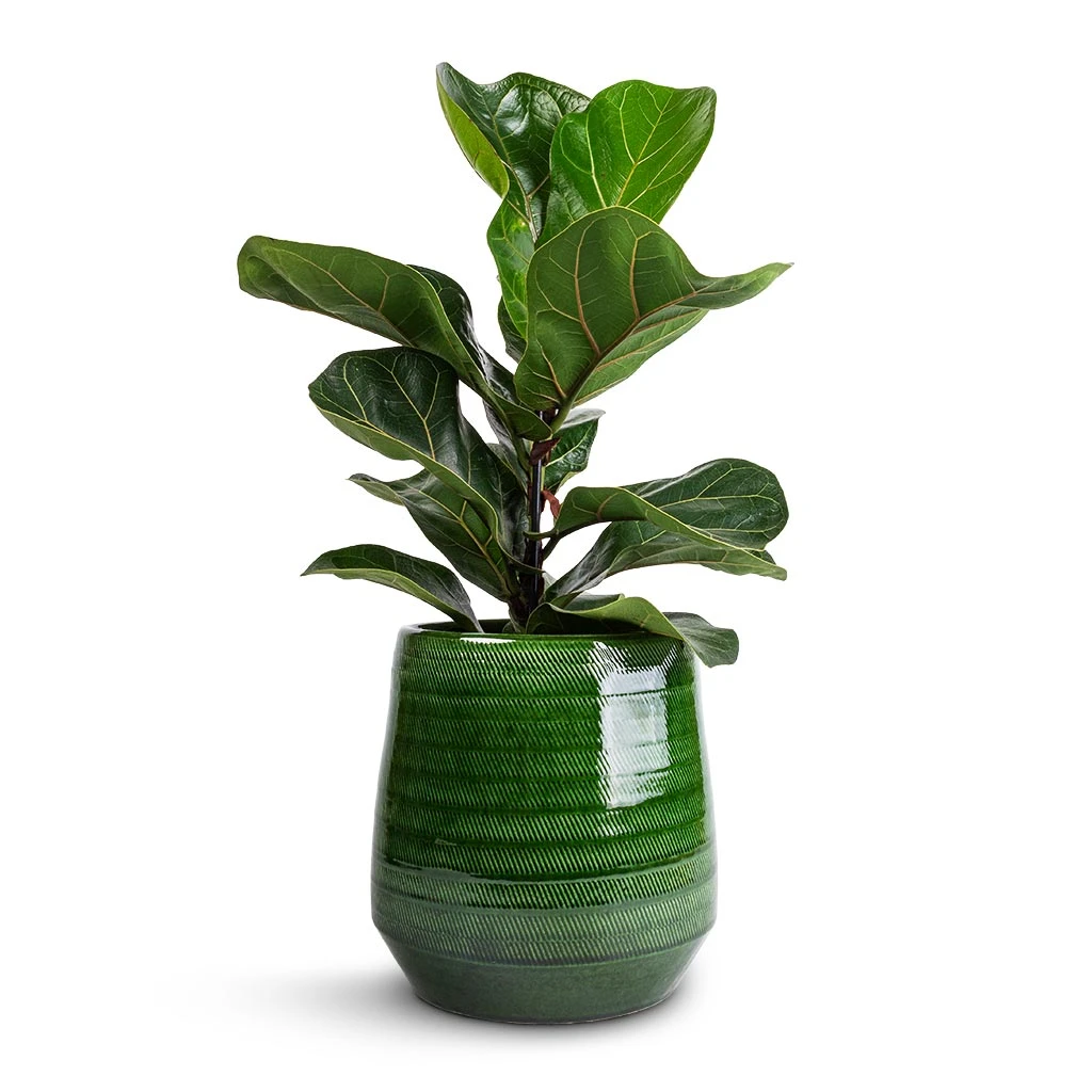 Remi Plant Pot - Green 5 Remi Plant Pot - Green - Image 3