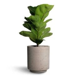 Suzi Plant Pot - Grey Washed 22 Suzi Plant Pot - Grey Washed -Indoor Plants Store Ficus lyrata Bambino Dwarf Fiddle Leaf Fig 12x35cm 1stem Suzi Plant Pot Grey Washed 15x16 1