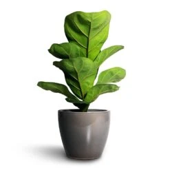 Ficus Lyrata Bambino - Dwarf Fiddle Leaf Fig -Indoor Plants Store Ficus lyrata Bambino Dwarf Fiddle Leaf Fig 12x35cm 1stem Sven Plant Pot Smoke 15x12cm