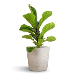 Ficus Lyrata Bambino - Dwarf Fiddle Leaf Fig -Indoor Plants Store Ficus lyrata Bambino Dwarf Fiddle Leaf Fig 12x35cm 1 stem Mini Bucket Plant Pot Grey Washed 16x15cm 530a6ba1 5305 46f0 b289 4ad5d94b25a6