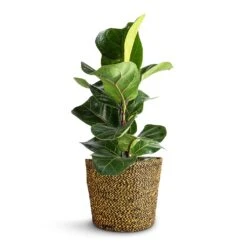 Ficus Lyrata Bambino - Dwarf Fiddle Leaf Fig -Indoor Plants Store Ficus lyrata Bambino Dwarf Fiddle Leaf Fig 12x35cm 1 stem Selin Plant Basket Camel 18x16cm 65616d82 fef8 4dfa 9757 9313059e92ca