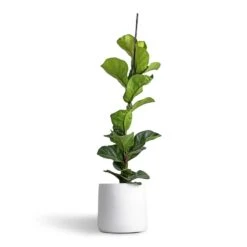 Ficus Lyrata Bambino - Dwarf Fiddle Leaf Fig -Indoor Plants Store Ficus lyrata Bambino Dwarf Fiddle Leaf Fig 19x80cm 1 stem Akemi Plant Pot Pure White 22x20cm