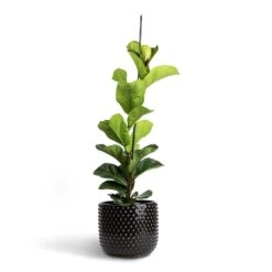 Ficus Lyrata Bambino - Dwarf Fiddle Leaf Fig -Indoor Plants Store Ficus lyrata Bambino Dwarf Fiddle Leaf Fig 19x80cm 1 stem Bolino Plant Pot Shiny Black 24x21cm