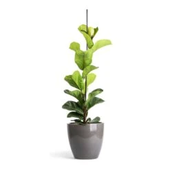 Ficus Lyrata Bambino - Dwarf Fiddle Leaf Fig -Indoor Plants Store Ficus lyrata Bambino Dwarf Fiddle Leaf Fig 19x80cm 1 stem Sven Plant Pot Smoke 24x22cm