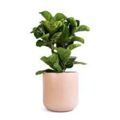 Ficus Lyrata Bambino - Dwarf Fiddle Leaf Fig -Indoor Plants Store Ficus lyrata Bambino Dwarf Fiddle Leaf Fig 21x50cm 2 stems Lisbon Plant Pot Pink Clay 24x24cm