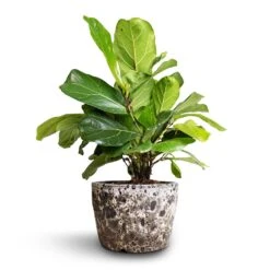 Lava Couple Straight Relic Planter - Black -Indoor Plants Store Ficus lyrata Bambino Dwarf Fiddle Leaf Fig 21x50cm 2stems Lava Couple Straight Relic Planter Black 25x17cm ce7a5460 3eda 4320 904f 02321093777c