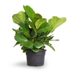 Ficus Lyrata Bambino - Dwarf Fiddle Leaf Fig -Indoor Plants Store Ficus lyrata Bambino Dwarf Fiddle Leaf Fig 21x50cm 2stems 1