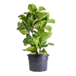 Ficus Lyrata Bambino - Dwarf Fiddle Leaf Fig -Indoor Plants Store Ficus lyrata Bambino Dwarf Fiddle Leaf Fig 21x80cm 3 stems