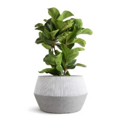 Ficus Lyrata Bambino - Dwarf Fiddle Leaf Fig -Indoor Plants Store Ficus lyrata Bambino Dwarf Fiddle Leaf Fig 21x80cm 3 stems Low Harley Plant Pot Ridged White Stripe 36x22cm 7a00672e d32f 48b5 9e5f b1e371fa5059