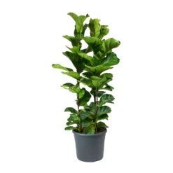 Ficus Lyrata Bambino - Dwarf Fiddle Leaf Fig -Indoor Plants Store Ficus lyrata Bambino Dwarf Fiddle Leaf Fig