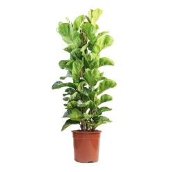 Ficus Lyrata Bambino - Dwarf Fiddle Leaf Fig -Indoor Plants Store Ficus lyrata Bambino Dwarf Fiddle Leaf Fig 24x120cm 3 stems