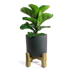 Ficus Lyrata Bambino - Dwarf Fiddle Leaf Fig -Indoor Plants Store Ficus lyrata Bambino Dwarf Fiddle Leaf Fig Charlie Plant Pot Low Stand Black Washed 09c50864 0c84 4d77 b5d1 62fc80c1f780