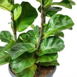 Ficus Lyrata Bambino - Dwarf Fiddle Leaf Fig -Indoor Plants Store Ficus lyrata Bambino Dwarf Fiddle Leaf Fig Leaves