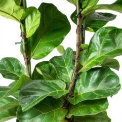 Ficus Lyrata Bambino - HydroCare -Indoor Plants Store Ficus lyrata Bambino Dwarf Fiddle Leaf Fig Leaves Hydro