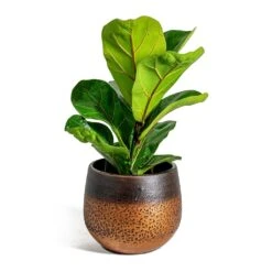 Ficus Lyrata Bambino - Dwarf Fiddle Leaf Fig -Indoor Plants Store Ficus lyrata Bambino Dwarf Fiddle Leaf Fig Mya Plant Pot Shiny Mocha 15cm