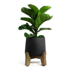 Patt Plant Pot - Low Stand - Black Washed -Indoor Plants Store Ficus lyrata Bambino Dwarf Fiddle Leaf Fig Patt Plant Pot Low Stand Black Washed