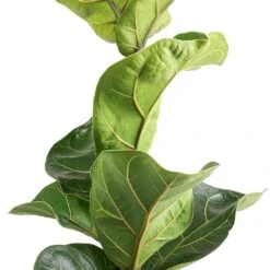 Ficus Lyrata Bambino - Dwarf Fiddle Leaf Fig -Indoor Plants Store Ficus lyrata Bambino Dwarf Fiddle Leaf fig Swatch 2