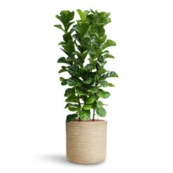 Dune Cylinder Planter - Oat -Indoor Plants Store Ficus lyrata Bambino HydroCare Dune Cylinder Planter Oat 7f37b7d6 647d 44dd ae2b 6957ad2bb498