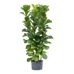 Ficus Lyrata Bambino - HydroCare -Indoor Plants Store Ficus lyrata Bambino Hydroculture 28 19x120cm 4Stems