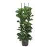 Ficus Lyrata Bambino - HydroCare 1 Ficus Lyrata Bambino - HydroCare -Indoor Plants Store Ficus lyrata Bambino Hydroculture Indoor Plant 3Stems