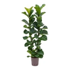 Ficus Lyrata Bambino - HydroCare -Indoor Plants Store Ficus lyrata Bambino Indoor Plant Hydroculture 18 19 120cm Stems