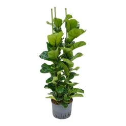 Ficus Lyrata Bambino - HydroCare -Indoor Plants Store Ficus lyrata Bambino Indoor Plant Hydroculture 25 19 130cm 3 Stems