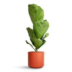 Ficus Lyrata - Fiddle Leaf Fig -Indoor Plants Store Ficus lyrata Fiddle Leaf Fig 17 x 80cm 1 stem Prague Plant Pot Cayenne 20x18cm 3def4ac7 ee10 4736 b58a 88ef551ee62d