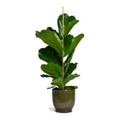 Ficus Lyrata - Fiddle Leaf Fig -Indoor Plants Store Ficus lyrata Fiddle Leaf Fig 21x90cm 1 stem Linn Plant Pot Deep Green 25x25cm