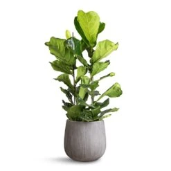 Ficus Lyrata - Fiddle Leaf Fig -Indoor Plants Store Ficus lyrata Fiddle Leaf Fig 30x130cm 2 stems Pax Planter Ridged Dark Grey 40x36cm 12c61716 3bcb 4654 bd74 7ea948864e2d