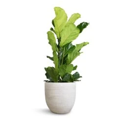 Ficus Lyrata - Fiddle Leaf Fig -Indoor Plants Store Ficus lyrata Fiddle Leaf Fig 30x130cm 2stems Cas Plant Pot Cool Grey 39x36cm