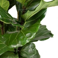 Ficus Lyrata - Fiddle Leaf Fig -Indoor Plants Store Ficus lyrata Fiddle Leaf Fig 30x140cm 2 stems 3