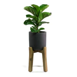 Charlie Plant Pot - Tall Stand - Black Washed -Indoor Plants Store Ficus lyrata Fiddle Leaf Fig Charlie Plant Pot Tall Stand Black Washed