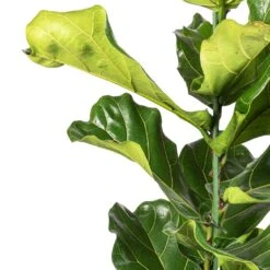 Ficus Lyrata - Fiddle Leaf Fig -Indoor Plants Store Ficus lyrata Fiddle Leaf Fig SWTACH 2