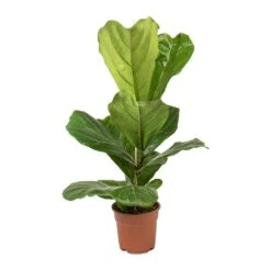 Ficus Lyrata - Fiddle Leaf Fig -Indoor Plants Store Ficus lyrata Fiddle Leaf Fig Small Single Stem