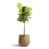 Ficus Lyrata - Fiddle Leaf Fig - Straight Stem -Indoor Plants Store Ficus lyrata Fiddle Leaf Fig Straight Stem 30x150cm Dune Darcy Planter Almond 41x36cm 7a6b6b67 d15d 464b 8745 7090d63e0842