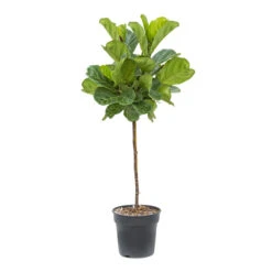 Ficus Lyrata - Fiddle Leaf Fig - Straight Stem -Indoor Plants Store Ficus lyrata Fiddle Leaf Fig Straight Stem ec34605d c612 468d 84c0 3693bfc1d201