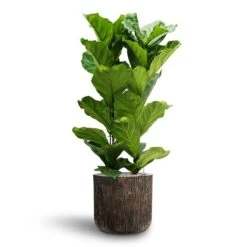 Ficus Lyrata - HydroCare -Indoor Plants Store Ficus lyrata Hydroculture 2 stems Luxe Lite Waterfall Cylinder Planter Bronze 40 x 38cm